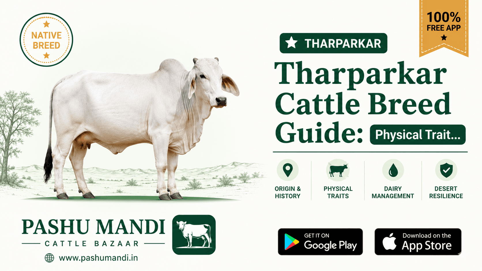 Tharparkar Cattle Breed Guide: Physical Traits, Desert Resilience, Origin & Dairy Management