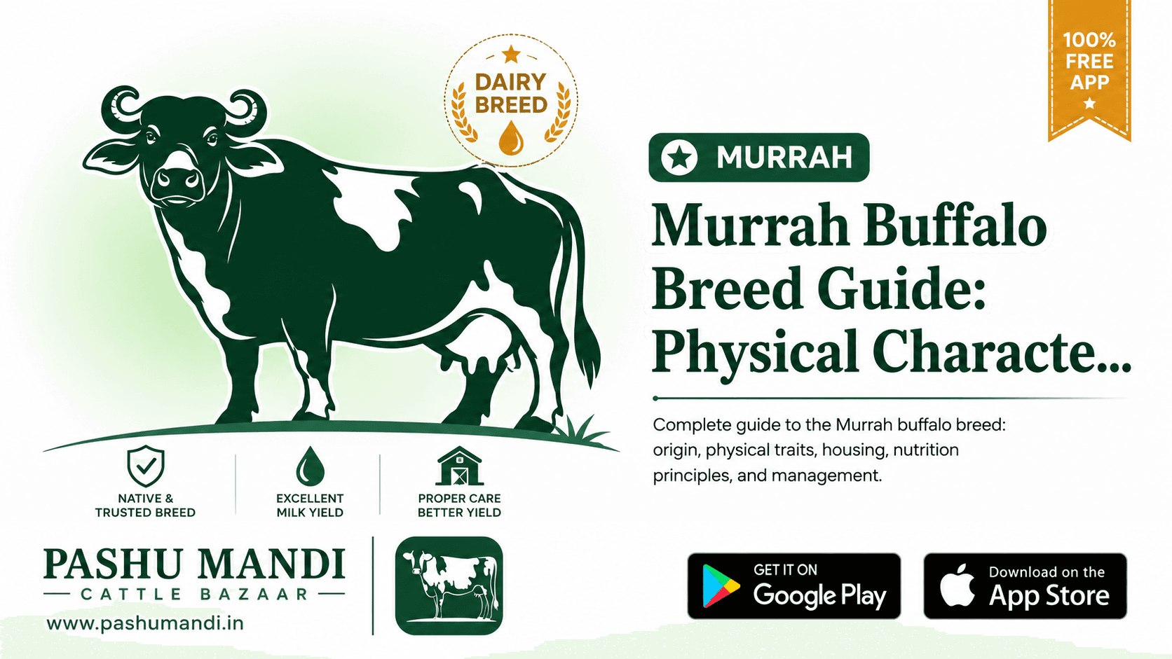 Murrah Buffalo Breed Guide: Physical Characteristics, Origin, and Dairy Management
