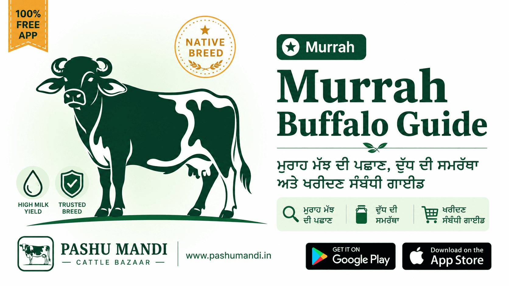 ਮੁਰਾਹ ਮੱਝ ਦੀ ਪਛਾਣ, ਦੁੱਧ ਦੀ ਸਮਰੱਥਾ ਅਤੇ ਖਰੀਦਣ ਸੰਬੰਧੀ ਗਾਈਡ