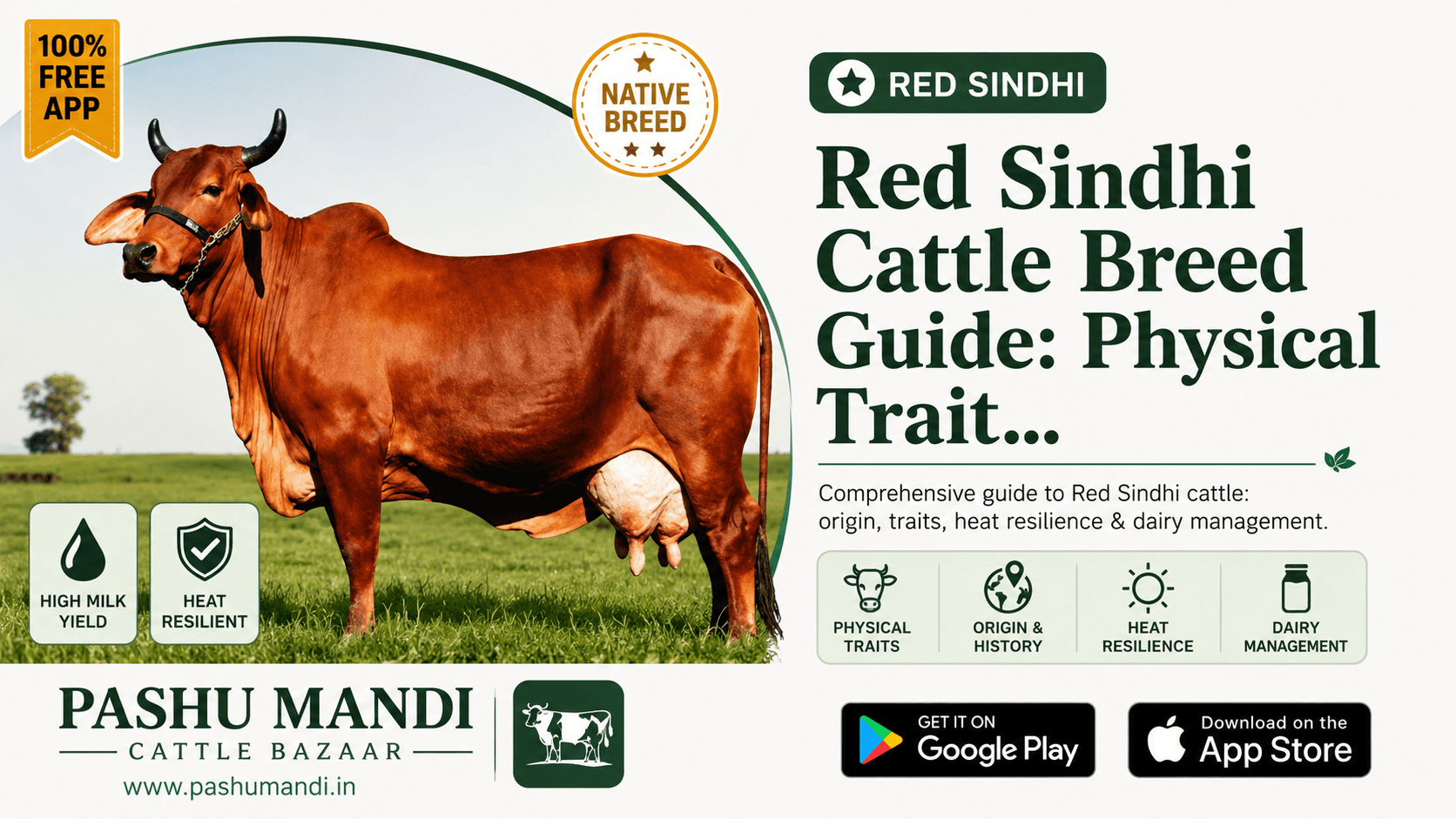 Red Sindhi Cattle Breed Guide: Physical Traits, Origin, Heat Resilience & Dairy Management
